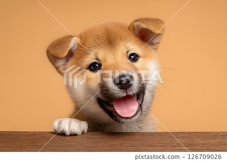 A cute portrait of a Shiba Inu puppy looking with a smile 126709026