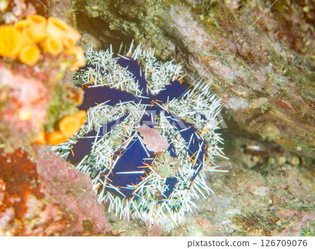 Beautiful white-bearded sea urchin (family Echinidae). Hirizohama Nakagi Minamiizu Town Izu Peninsula Shizuoka Prefecture 2024 126709076
