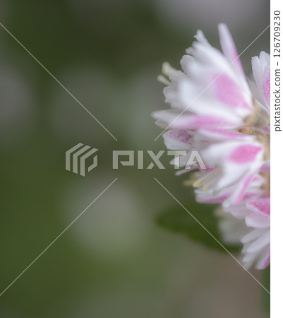 Close-up of Japanese maple 126709230