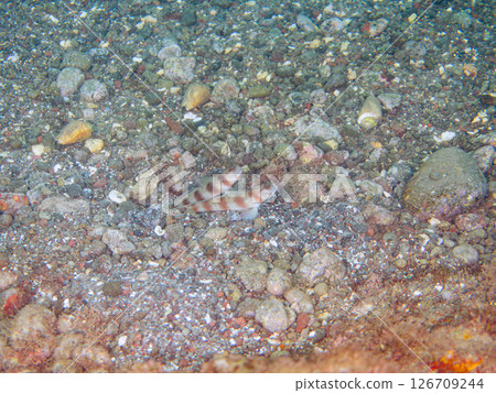 這三種魚——棗蝦虎魚、花蝦虎魚和彩虹槍蝦——一起住在沙洞裡。伊豆半島、加茂郡、南伊豆町、中木埼三海水浴場 這三種魚——棗蝦虎魚、花蝦虎魚和彩虹槍蝦——一起住在沙洞裡。伊豆半島、加茂郡、南伊豆町、中木埼三海水浴場 126709244