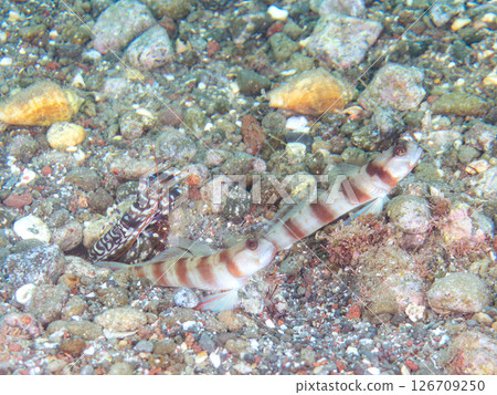 The three species of goby, flower goby, and pistol shrimp live together in a hole in the sand. Nakagi Hirizo Beach, Minamiizu Town, Kamo District, Izu Peninsula The three species of goby, flower goby, and pistol shrimp live together in a hole in the sand. Nakagi Hirizo Beach, Minamiizu Town, Kamo District, Izu Peninsula 126709250