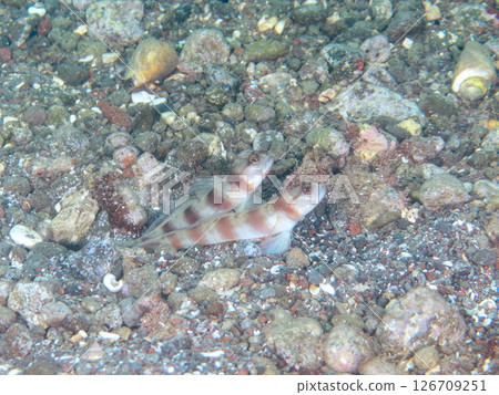 The three species of goby, flower goby, and pistol shrimp live together in a hole in the sand. Nakagi Hirizo Beach, Minamiizu Town, Kamo District, Izu Peninsula The three species of goby, flower goby, and pistol shrimp live together in a hole in the sand. Nakagi Hirizo Beach, Minamiizu Town, Kamo District, Izu Peninsula 126709251