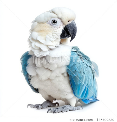 Beautiful white and blue parrot with intricate feathers, showcasing vibrant colors and unique features 126709280