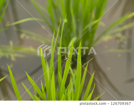 豆娘在稻田裡交配 126709367