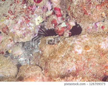 Beautiful juveniles of the Japanese scorpionfish (Leptidae). Hirizohama, Nakagi, Minamiizu Town, Izu Peninsula, Shizuoka Prefecture, 2024 126709373