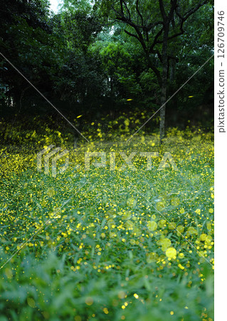 The light of fireflies, a small star blooming in the forest The light of fireflies, a small star blooming in the forest 126709746