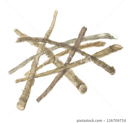 牡丹根水彩畫 牡丹根水彩畫 126709758