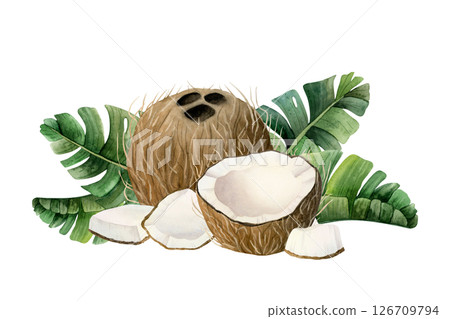 Ripe coconuts with tropical palm leaves watercolor illustration isolated on white. Whole, half and small fruit pieces hand drawn horizontal clipart. Summer vacation and organic vegan food design Ripe coconuts with tropical palm leaves watercolor illustration isolated on white. Whole, half and small fruit pieces hand drawn horizontal clipart. Summer vacation and organic vegan food design 126709794