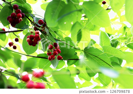 A Juneberry tree with lots of pretty red berries A Juneberry tree with lots of pretty red berries 126709878
