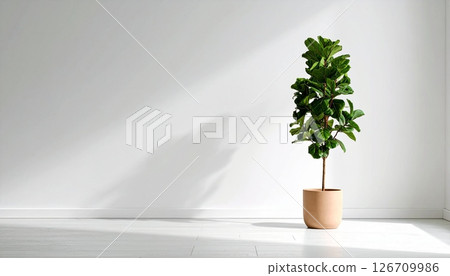 A Fiddle Fig plant in a clay pot in the room 126709986