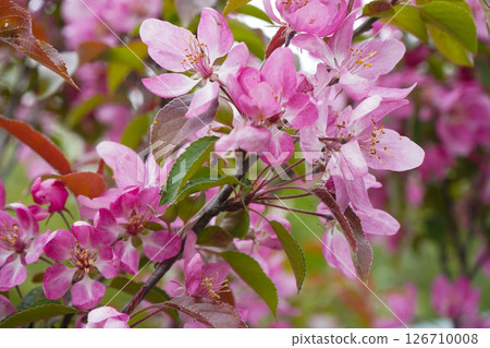 A beautiful pink-blooming apple tree stands gracefully in the park, its vibrant flowers attracting visitors and adding charm to the landscape. A beautiful pink-blooming apple tree stands gracefully in the park, its vibrant flowers attracting visitors and adding charm to the landscape. 126710008