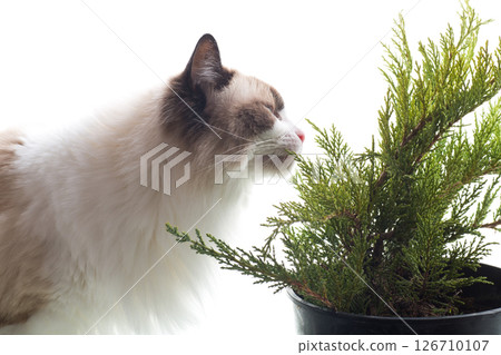 Ragdoll cat eating green juniper bush Ragdoll cat eating green juniper bush 126710107