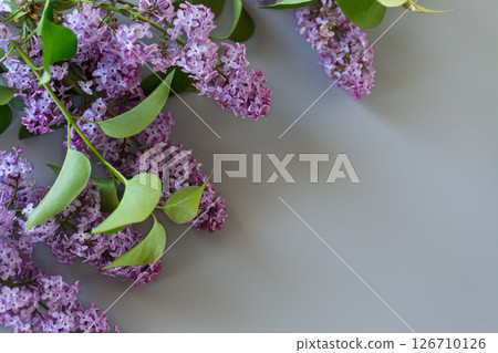 Beautiful lilac on a gray background with empty space for text 126710126