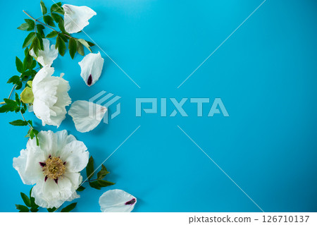 White peony flower on blue texture 126710137