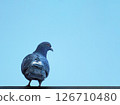 公園的鴿子 126710480