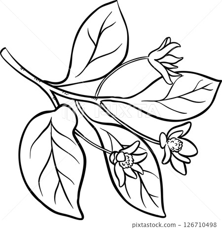 Schisandra Branch Flowers and Leaves Outline Illustration. Organic natural nutritional healthy food ingredient, vegetarian diet product. Schisandra Branch Flowers and Leaves Outline Illustration. Organic natural nutritional healthy food ingredient, vegetarian diet product. 126710498