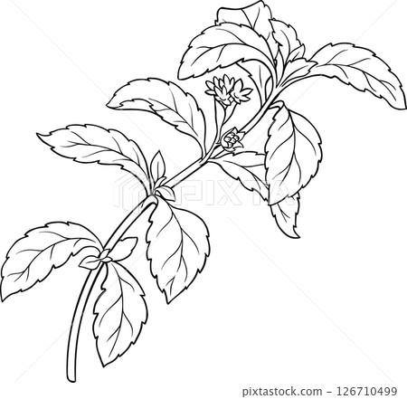 Stevia Branch Plant with Flowers and Leaves Outline Illustration. Natural sweetener for health care, sugar substitute. Organic nutritional dietary supplement 126710499