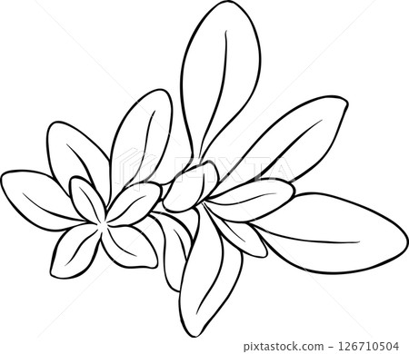 Sage Plant with Flowers and Leaves Outline Illustration Sage Plant with Flowers and Leaves Outline Illustration 126710504