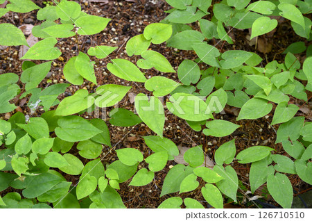 Epimedicinal herb, medicinal plant Epimedicinal herb, medicinal plant 126710510