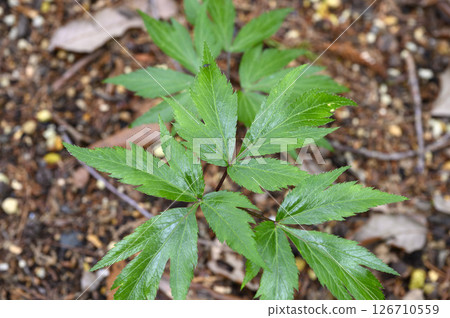 當歸藥用植物草本植物 126710559