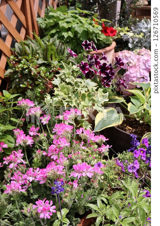Group planting and potting of early summer flowers 126710569