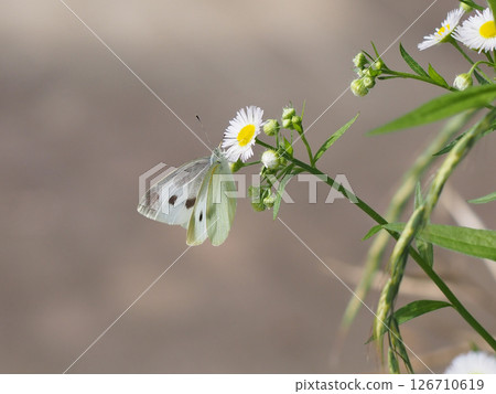 蒲公英花和花蕾以及菜粉蝶的特寫(菜粉蝶正在從春天的蒲公英中吸取花蜜) 蒲公英花和花蕾以及菜粉蝶的特寫(菜粉蝶正在從春天的蒲公英中吸取花蜜) 126710619
