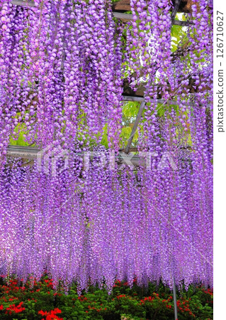 足利花卉公園Murasaki紫藤 足利花卉公園Murasaki紫藤 126710627