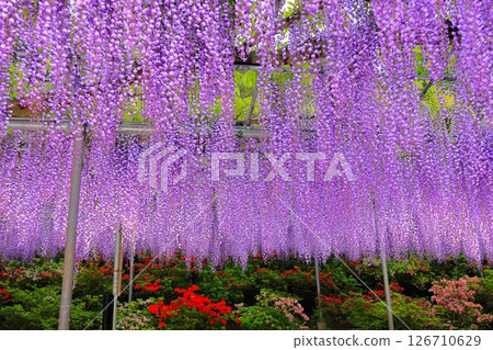 足利花卉公園Murasaki紫藤 126710629