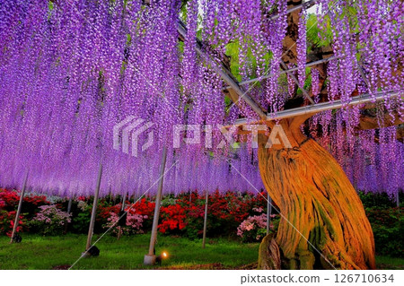 Ashikaga Flower Park Murasaki Wisteria Ashikaga Flower Park Murasaki Wisteria 126710634