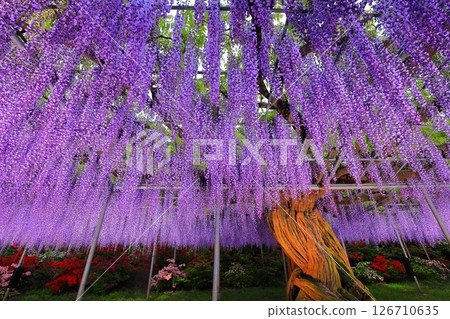 Ashikaga Flower Park Murasaki Wisteria Ashikaga Flower Park Murasaki Wisteria 126710635