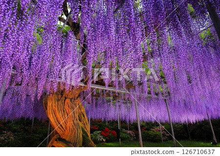 Ashikaga Flower Park Murasaki Wisteria 126710637