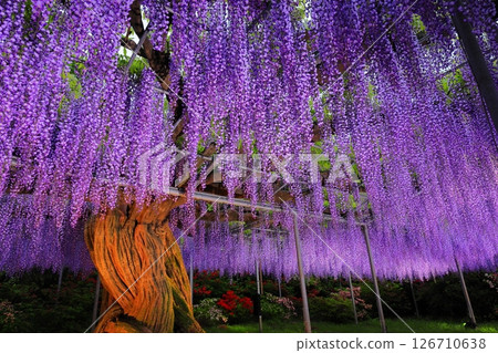 Ashikaga Flower Park Murasaki Wisteria 126710638