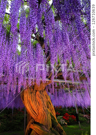 足利花卉公園Murasaki紫藤 足利花卉公園Murasaki紫藤 126710639