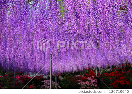足利花卉公園Murasaki紫藤 126710640