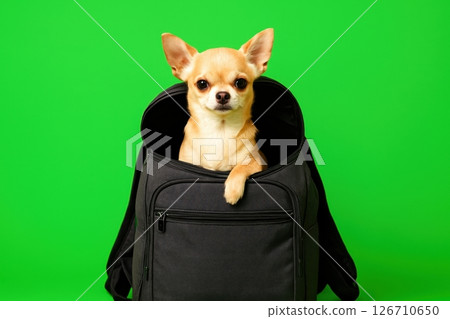 Cute chihuahua sitting inside black travel bag on green background. Funny travel or pet concept, curious expression, clean studio shot. Perfect for advertising, memes or design. Copy space. Banner Cute chihuahua sitting inside black travel bag on green background. Funny travel or pet concept, curious expression, clean studio shot. Perfect for advertising, memes or design. Copy space. Banner 126710650