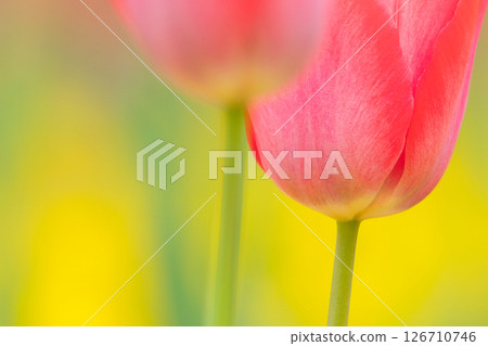 Beautiful tulip flower 126710746