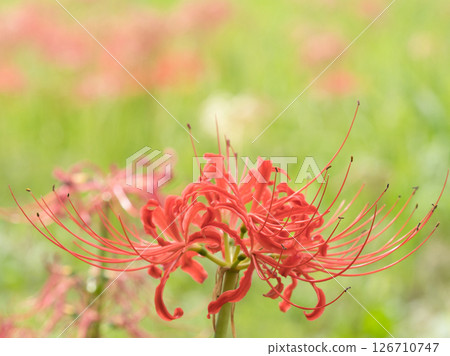 red spider lily 126710747