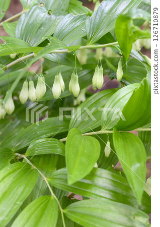 Narcissus lily, medicinal herb, medicinal plant Narcissus lily, medicinal herb, medicinal plant 126710879