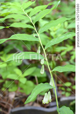 Narcissus lily, medicinal herb, medicinal plant Narcissus lily, medicinal herb, medicinal plant 126710880