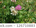 Purple and white flowers 126710883