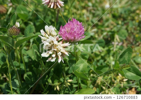 Purple and white flowers Purple and white flowers 126710883