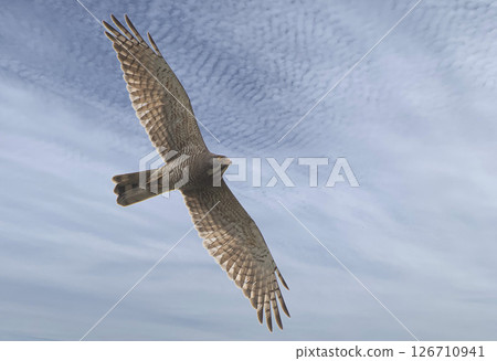 A Grey-faced Buzzard Flying in the Sky 126710941