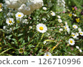 Beautiful white flowers blooming in the field 126710996