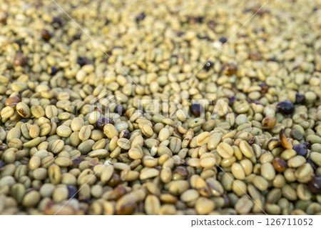 Coffee beans drying in the sun. Coffee plantations at coffee farm 126711052