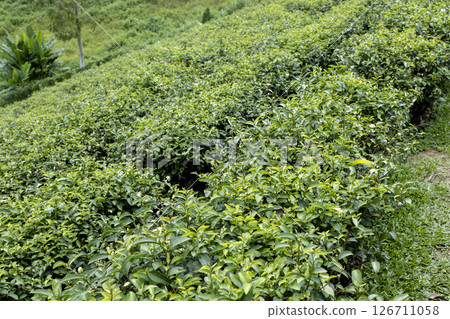 Green tea leaf in the morning, tea plantation Green tea leaf in the morning, tea plantation 126711058