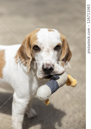 small cute beagle puppy dog looking up 126711065