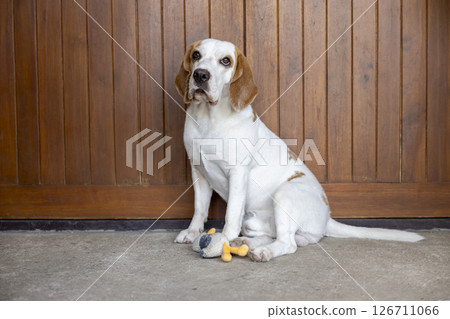 small cute beagle puppy dog looking up 126711066