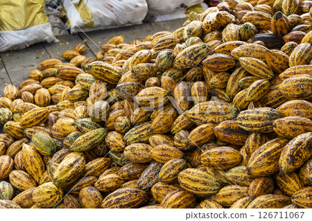 Cacao Tree (Theobroma cacao). Organic cocoa fruit pods in nature. 126711067