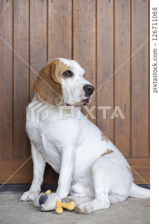 small cute beagle puppy dog looking up 126711068