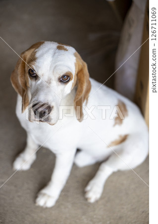 small cute beagle puppy dog looking up small cute beagle puppy dog looking up 126711069